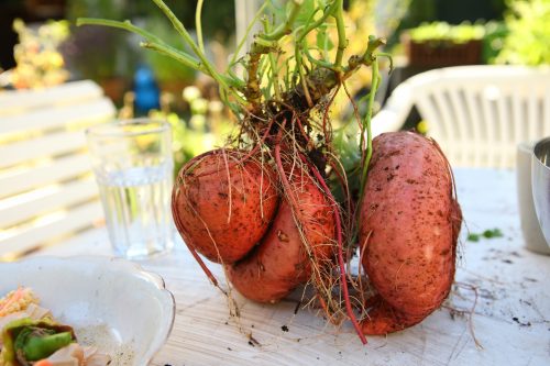 healthy seasonal food