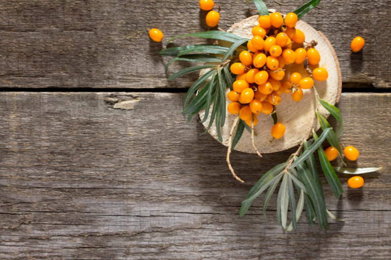 sea buckthorn oil