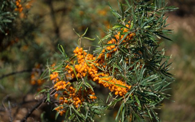 benefits of sea buckthorn