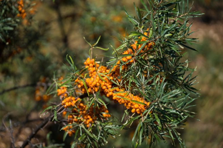 benefits of sea buckthorn